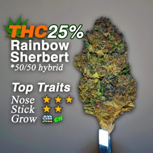 Greenhouse Grown THCA Flower: RAINBOW SHERBERT