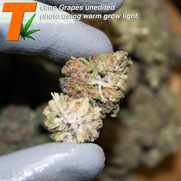 Top Shelf Greenhouse Grown THCA Flower: GMO GRAPES - Image 6