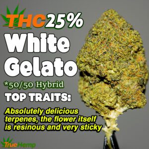 THCA 25% Even Hybrid: WHITE GELATO