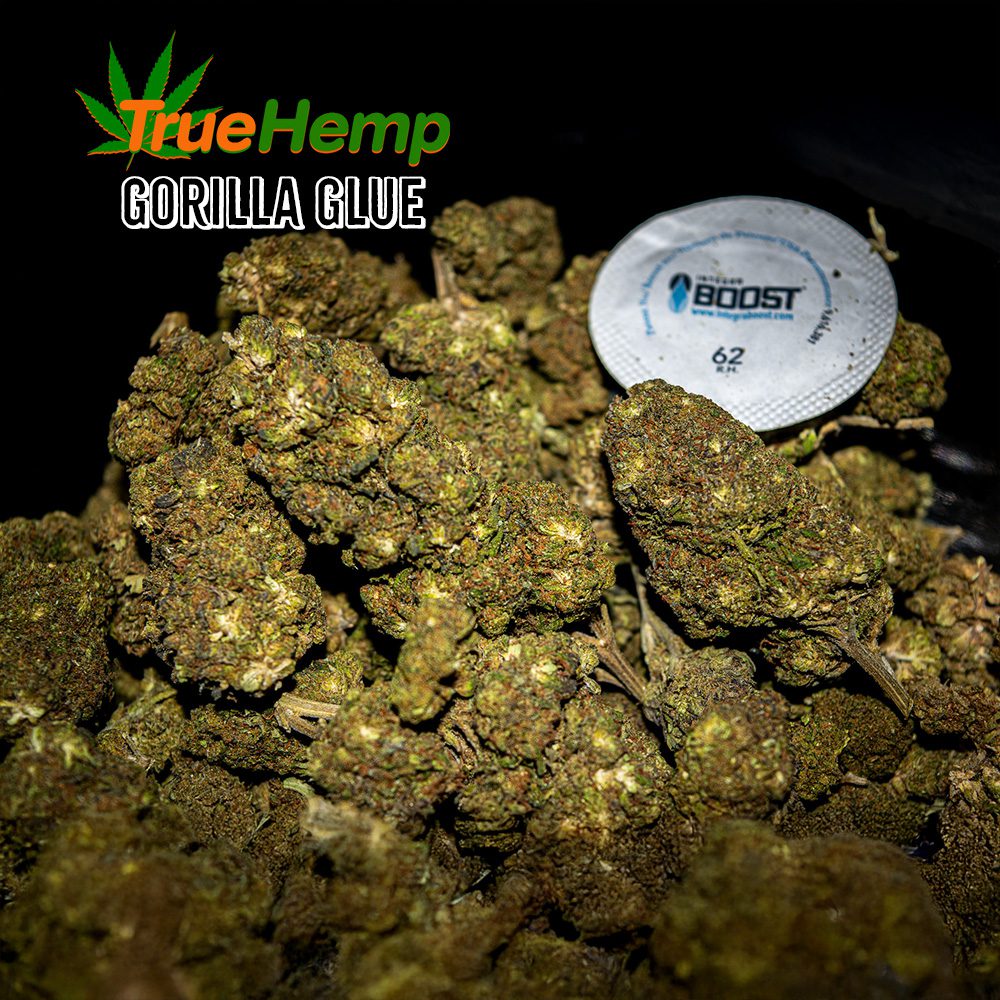 THCA 31% Indica Hybrid: GORILLA GLUE - Image 3